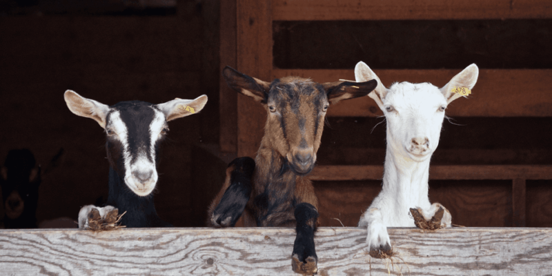 The Cheeses and Goats of the Roero. - A Day With Goats