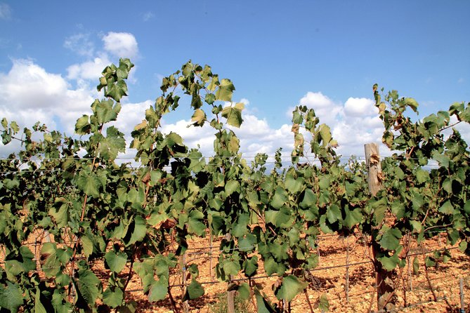 The Clasta Mallorca Wine Tours - Common Questions