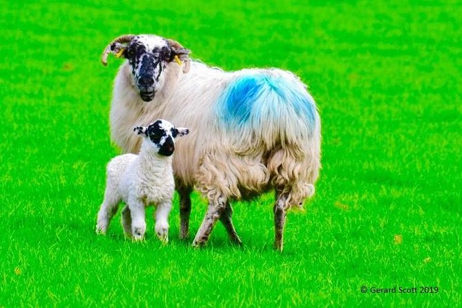 The Cliffs of Moher Day Tour - Tour Tips