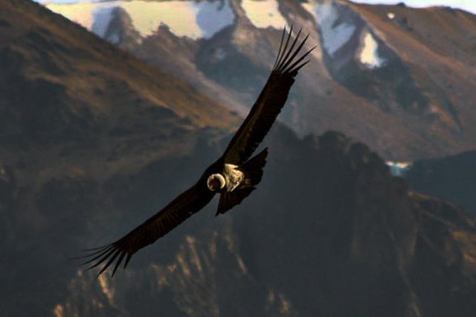 The Condor Canyon in Chonta 1 Day - Private Service - Itinerary for the 1-Day Private Service