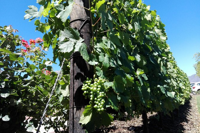 The Constantia Wineland - Scenic Vineyard Views