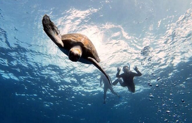 The Cookies: Tenerife Turtles and Rays Snorkeling Cruise - Experience Description
