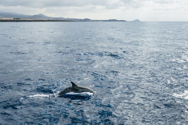 The Cookies: Whale & Dolphin Tour With Local Skipper - Booking Details
