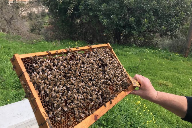 The Cretan Way of Life at the Mountains of Rethymno (Mylopotamos) - Cancellation Policy