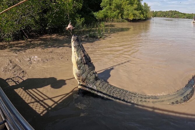 The Croc Bus to the Famous Jumping Crocodile Cruise - Crocodile Sightings