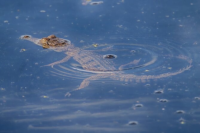 The Croc Bus to the Famous Jumping Crocodile Cruise - Common Questions