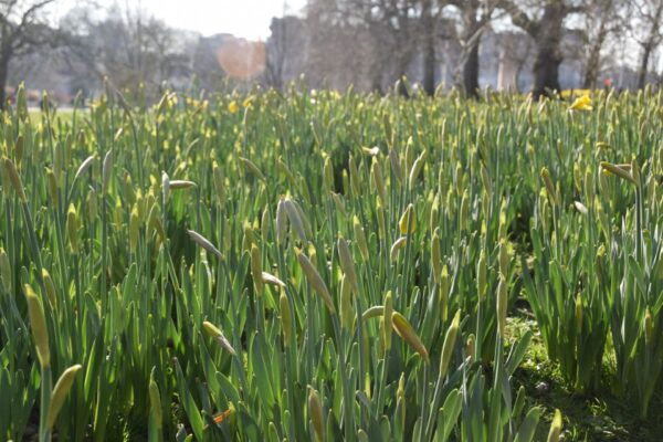 The Crown Walking Tour of London - Additional Information