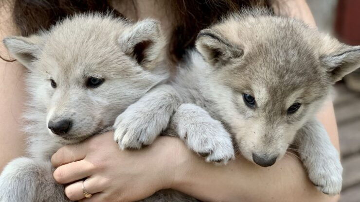 The Cuddly Wolf - Discovering the Arctic Wolfland Sanctuary