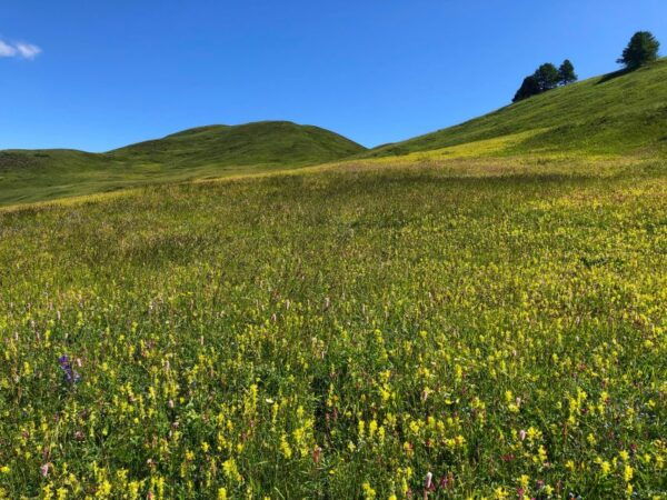 The Dark Side of the Moon - Important Booking Information