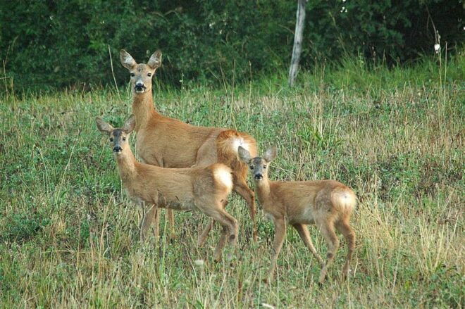 THE DEERS SONG - Cancellation Policy