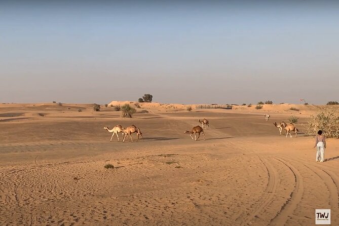 The Desert Experience and Cultural Show in Dubai - The Cultural Show: An Evening of Entertainment