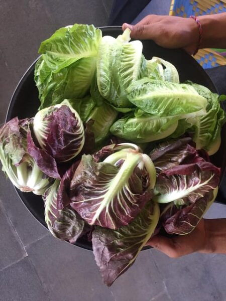 The Double Montreal Market Tour: Atwater + Jean Talon - Culinary Exploration