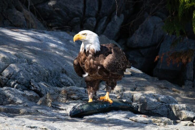 The Eagle Show - Eagles of Jimmy Judd - Good To Know