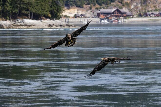 The Eagle Show - Eagles of Jimmy Judd - Wildlife Sightings on the Boat Ride