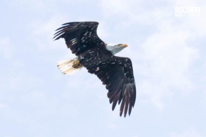 The Eagle Show - Eagles of Jimmy Judd - Whats Included in the Tour