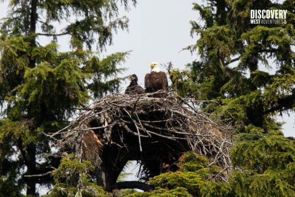 The Eagle Show - Eagles of Jimmy Judd - Restrictions and Safety Measures