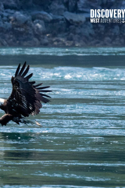 The Eagle Show - Eagles of Jimmy Judd - Recommended for Photographers and Enthusiasts