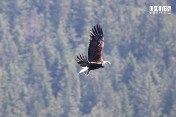 The Eagle Show - Eagles of Jimmy Judd - Frequently Asked Questions