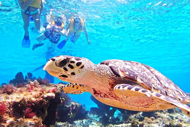 The El Cielo Cozumel Snorkeling Tour Is an All-Inclusive Experience - Highly Recommended Experience