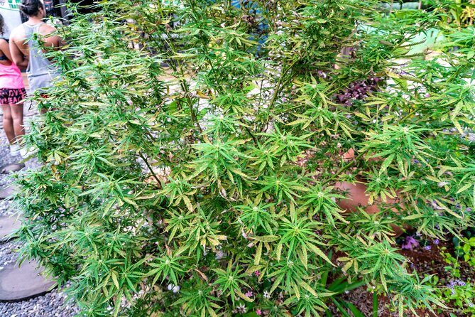 The Essential Bob Marley Tour: Visit His Home and more - Final Thoughts