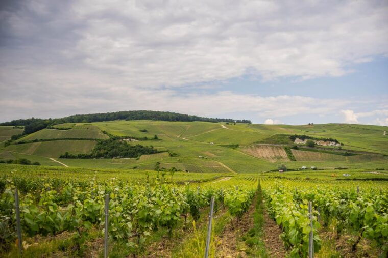 The Essential Tour From Epernay With Champagne Tasting - Important Information