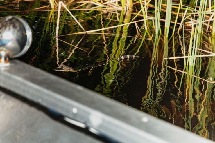 The Everglades: 1-Hour Airboat Night Tour - Good To Know