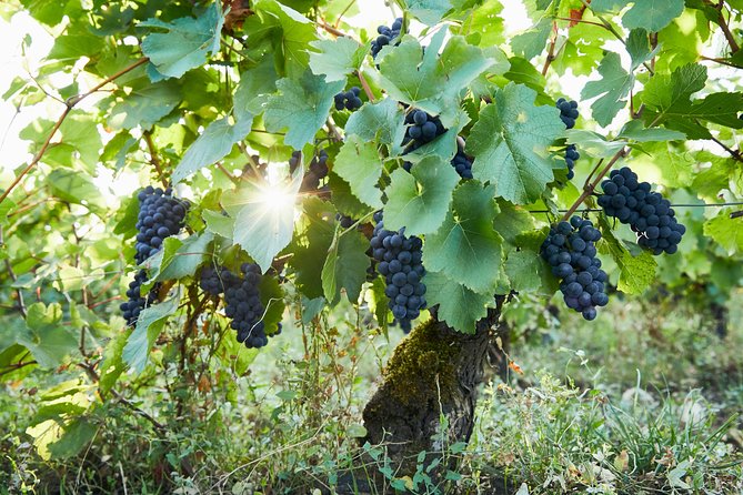 The Exceptional Tasting - Expert Wine Selections