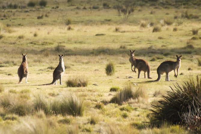 The Explorers Discovery Tour - Gold, Wine & Wildlife - Terms and Conditions