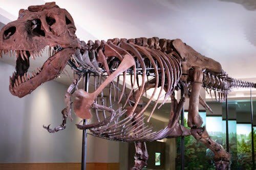 The Field Museum of Natural History Admission in Chicago - What to know before you go