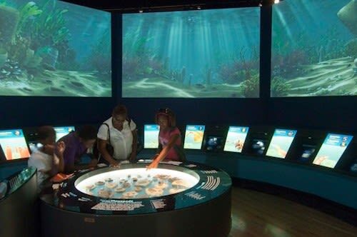 The Field Museum of Natural History Admission in Chicago - Anthropology, animals and the wider collection