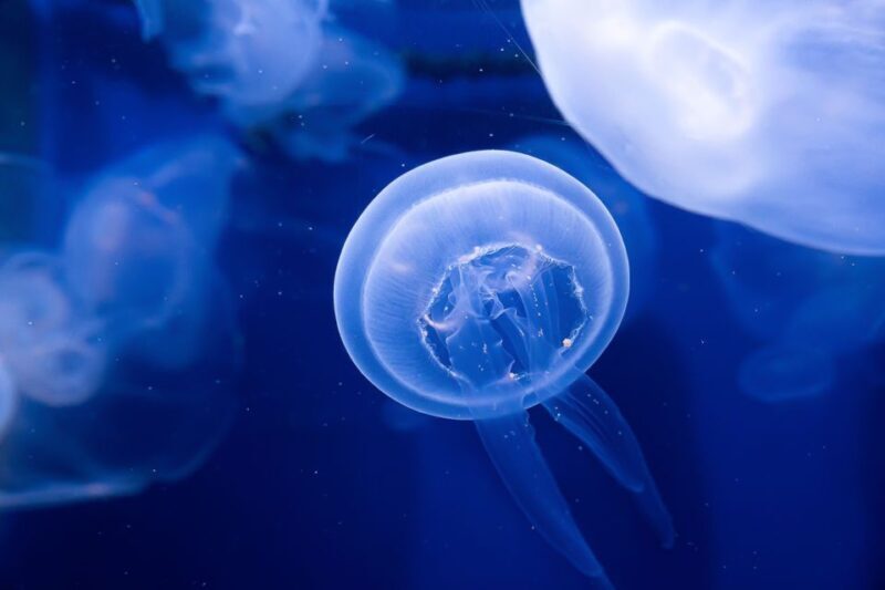 The Florida Aquarium Ticket - A Deep Dive into The Florida Aquarium Experience