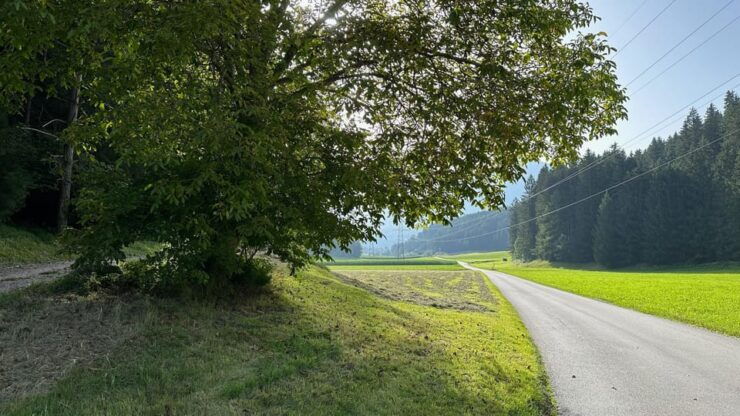The Forest as an Escape Room for the Whole Family - Pricing and Booking