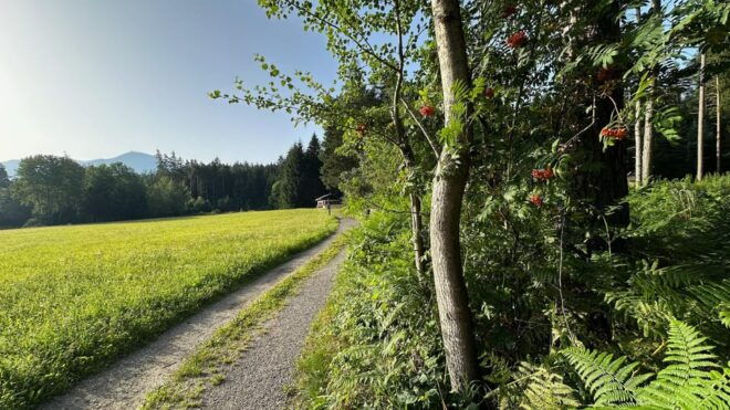 The Forest as an Escape Room for the Whole Family - Meeting Point Location