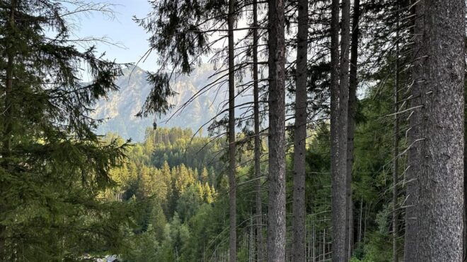 The Forest as an Escape Room for the Whole Family - Tranquil Forest Environment