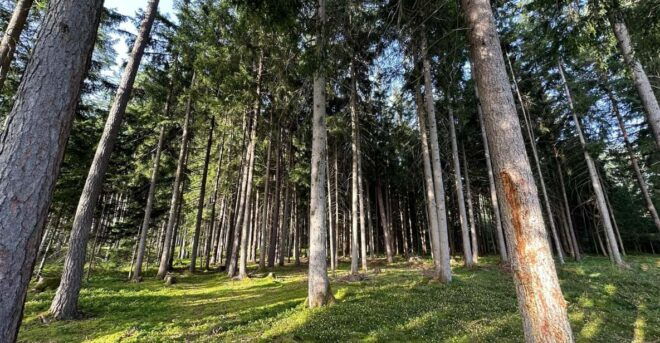 The Forest as an Escape Room for the Whole Family - Fun Teamwork Tasks