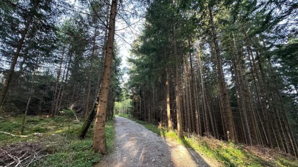 The Forest as an Escape Room for the Whole Family - Frequently Asked Questions