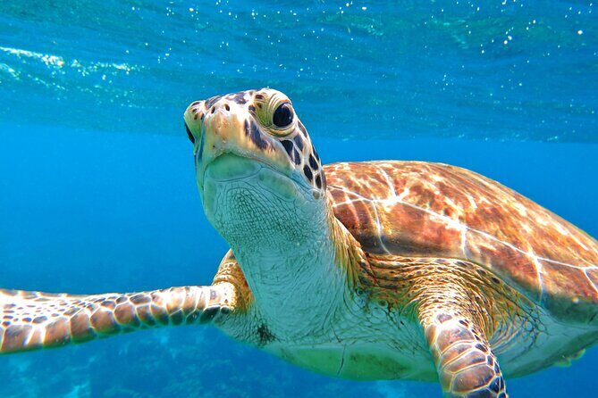 The Frederiksted St. Croix Sea Turtles Snorkeling Tour - Good To Know