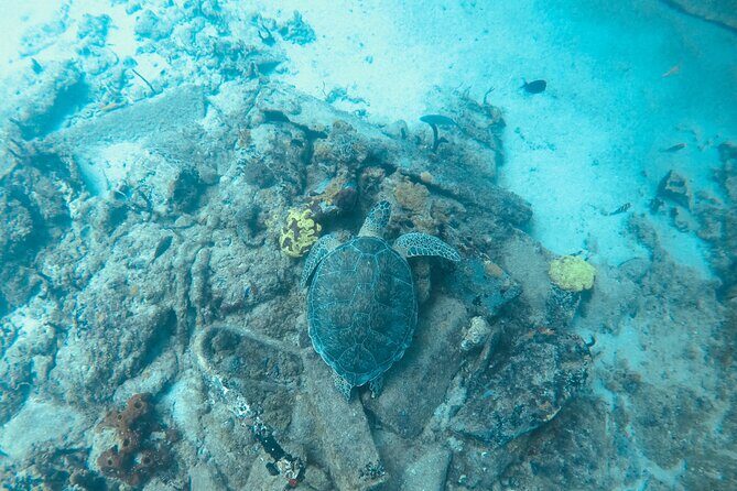 The Frederiksted St. Croix Sea Turtles Snorkeling Tour - Final Thoughts