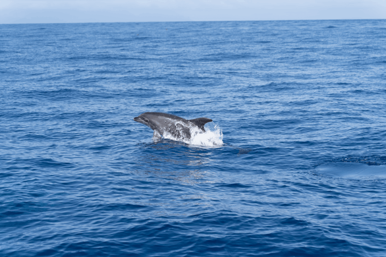 The Giants: 3-Hour Sailing With Swimming, Drinks & Tapas - Detailed Itinerary
