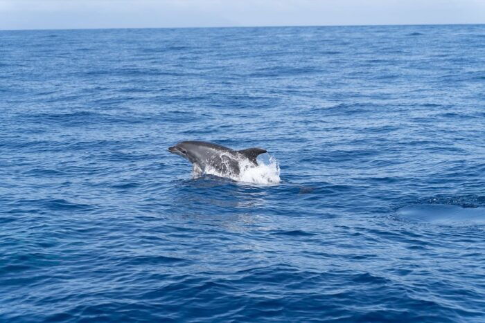 The Giants: 3-Hour Sailing With Swimming, Drinks & Tapas - Sail Through Bays Around Los Gigantes