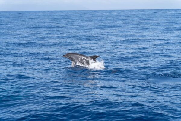 The Giants: Sailing Excursion With Swimming, Drink & Tapas - Common Questions