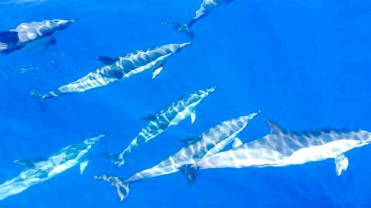 The Giants: Whales and Dolphin Watching Cruise With Lunch - Activity Details