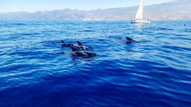 The Giants: Whales and Dolphin Watching Cruise With Lunch - Experience Highlights