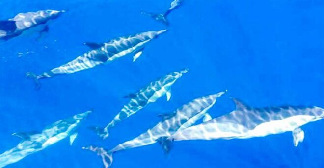 The Giants: Whales and Dolphin Watching Cruise With Lunch - Full Description