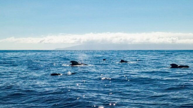 The Giants: Whales and Dolphin Watching Cruise With Lunch - Review Details