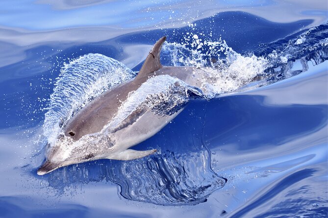 The Gigantes Cliffs Small-Group Sail Tour With Lunch - Cancellation Policy