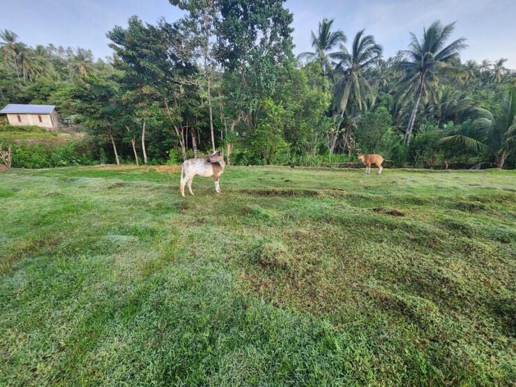 The Gili Mushroom Tours - Key Points