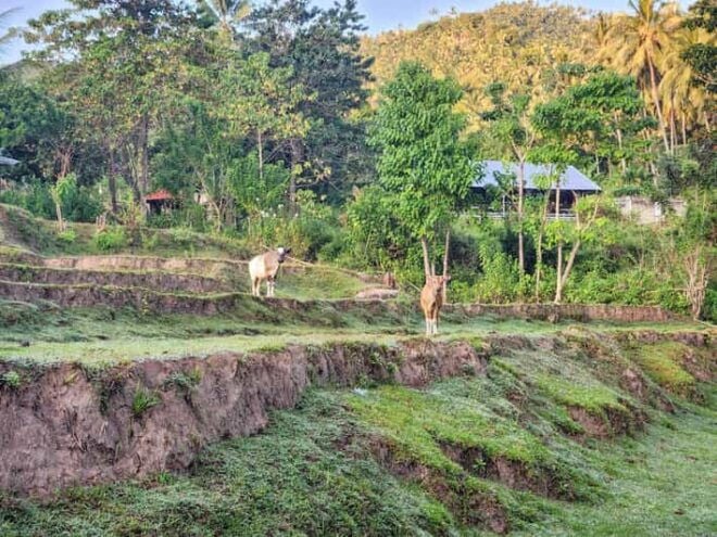 The Gili Mushroom Tours - Tour Highlights