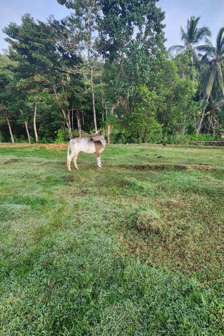The Gili Mushroom Tours - Inclusions and Exclusions