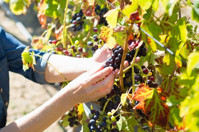 The Grape Escape: Troodos Mountains Thru Wine Small Group Tour 7hrs - Directions